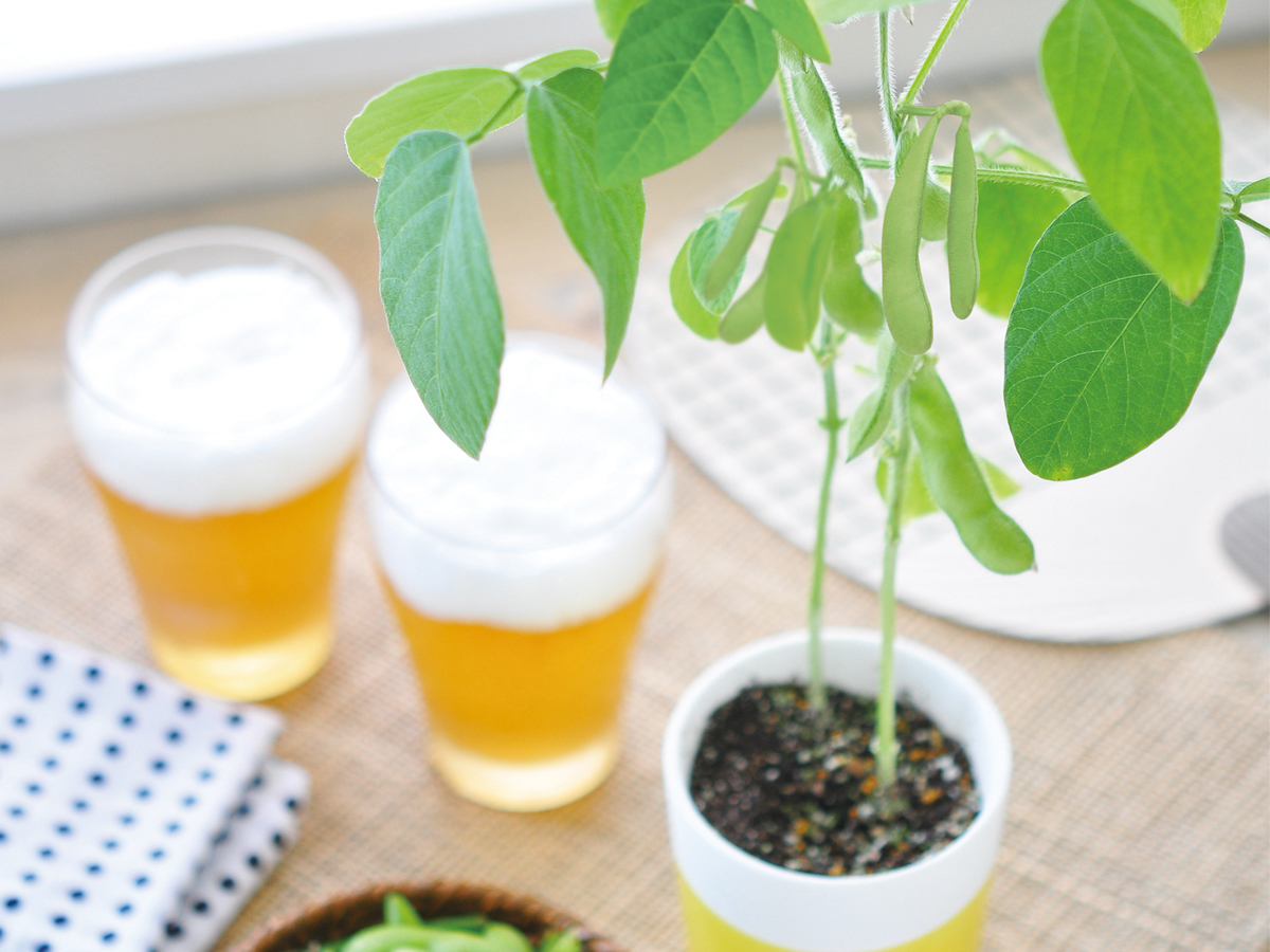 【博多店】おいしい枝豆を種から育てよう！