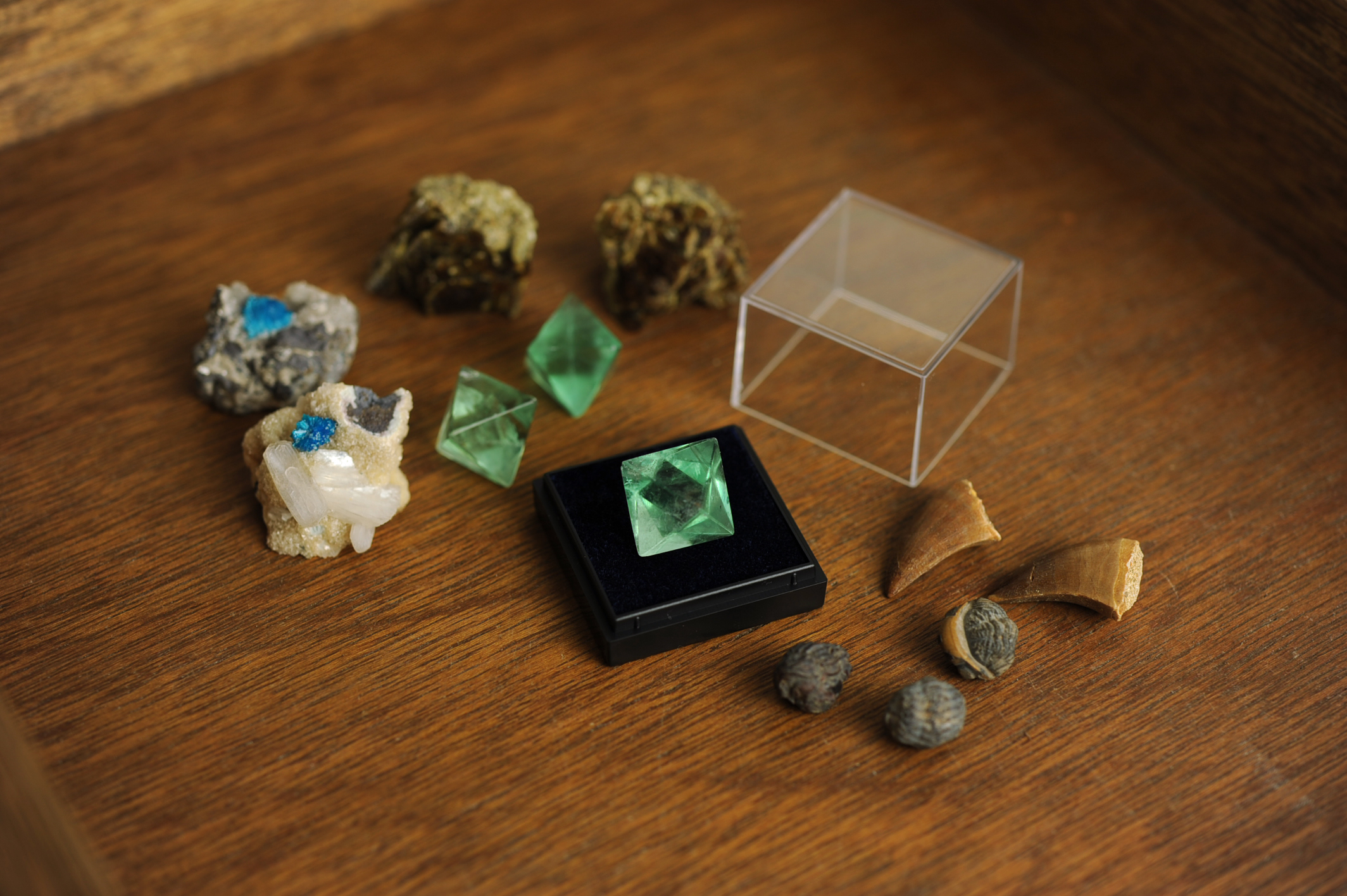 【博多店】鉱石・化石の世界