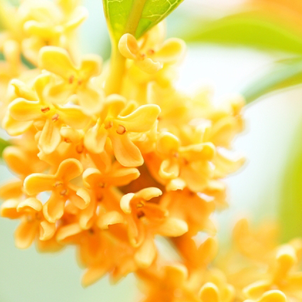  【大分店】秋を感じるキンモクセイ