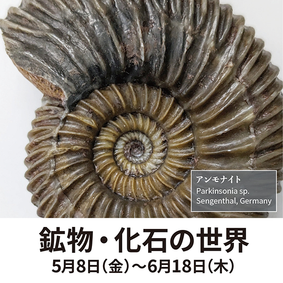 【札幌店】鉱物・化石の世界