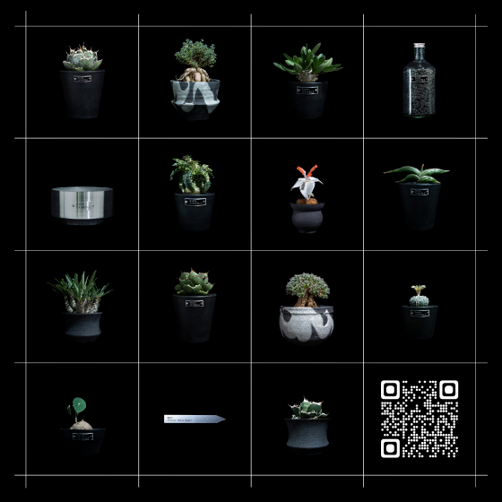 【渋谷店】塊根植物・アガベ即売会「Ducks（plants.）POP UP STORE」