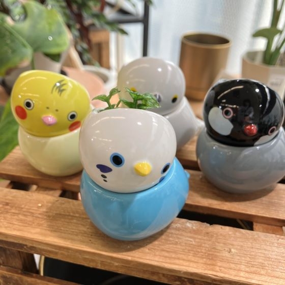 【新宿店/5F】小鳥が好きなあの人に贈りたい栽培キット